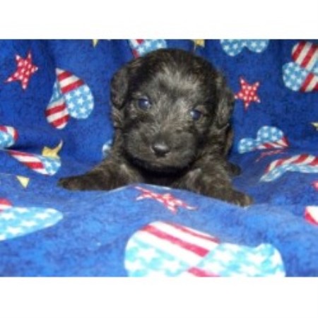 Schnoodle in New York
