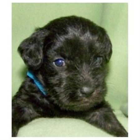 Schnoodle in New York picture 2
