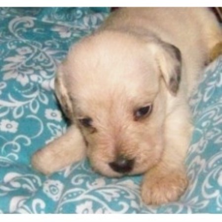 Schnoodle breeder in Canandaigua New York