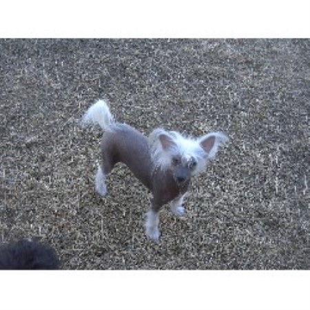 Chinese Crested Breeder in Gilbert, Arizona