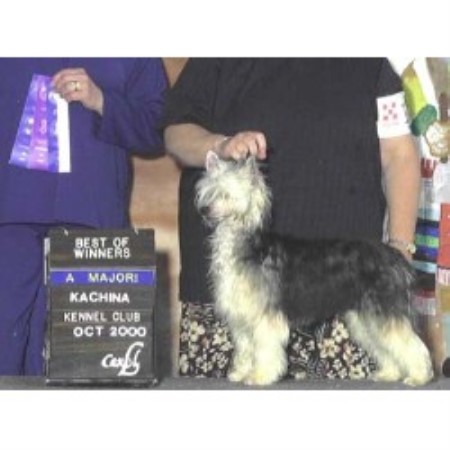 Chinese Crested breeder in Arizona picture 2