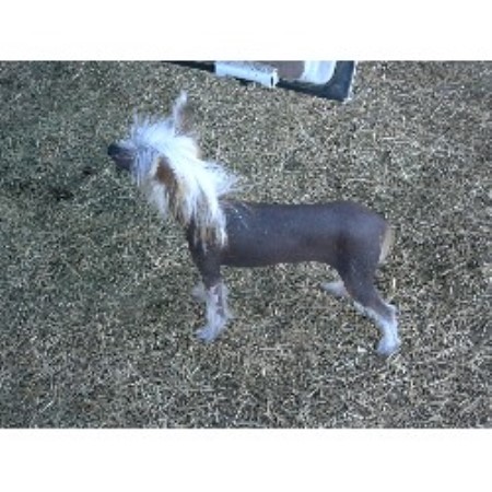 Chinese Crested breeder in Gilbert Arizona