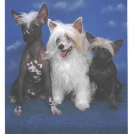 Chinese Crested in Arizona