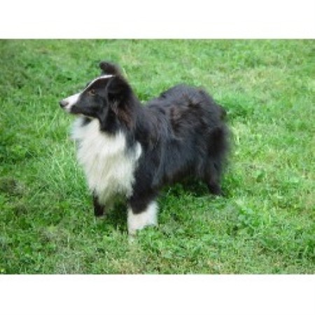 Shetland Sheepdog breeder in Winchester Kentucky