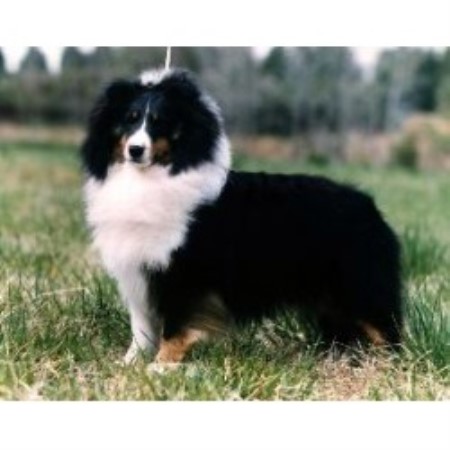 Sheltie breeder in Kentucky picture 2