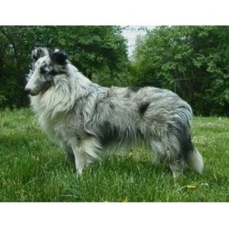 Sheltie in Kentucky picture 2