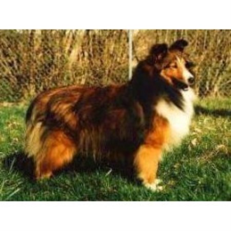 Shetland Sheepdog Breeder in Winchester, Kentucky