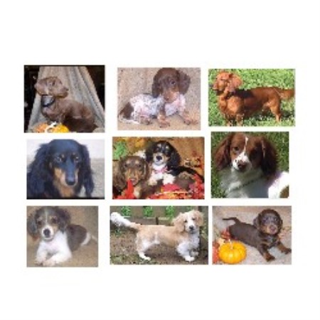 Dachshund Breeder in Chillicothe, Ohio