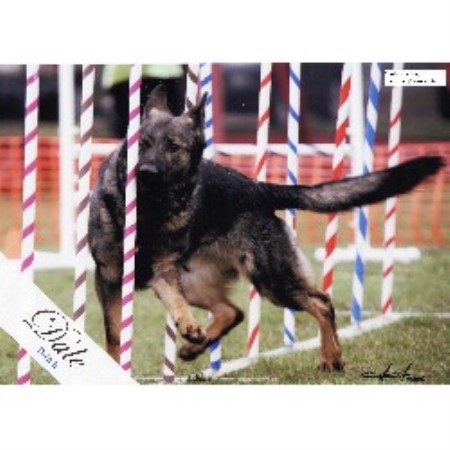 GSD,Alsatian breeder in Connecticut picture 2