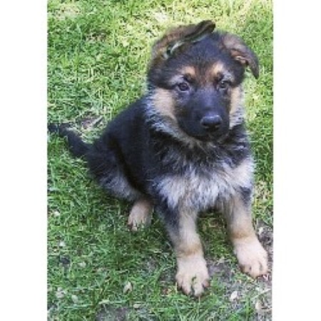 free puppies in ct monte haus german shepherds german shepherd breeder in tolland connecticut free puppies in ct monte haus german shepherds german shepherd breeder in tolland connecticut