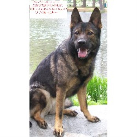 GSD,Alsatian in Connecticut
