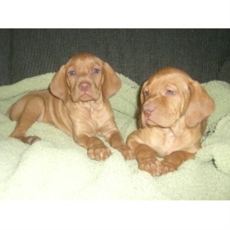 Vizsla Breeder in Boaz, Alabama