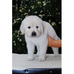 Golden Retriever in California