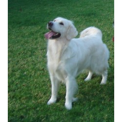Golden Retriever breeder in Vista California