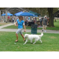 Golden Retriever in California picture 2