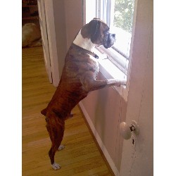 Boxer Stud in Maryland