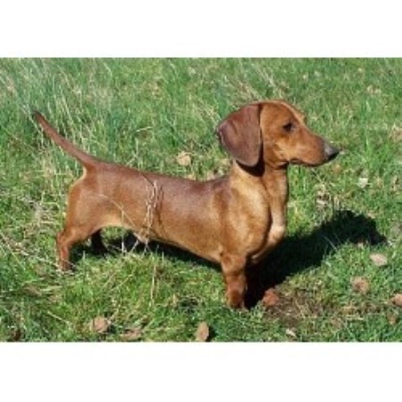 dachshund oregon breeder dachshunds aston acres miniature freedoglistings breeders
