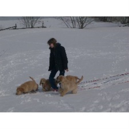Goldendoodle breeder in Toronto Ontario