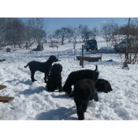 Goldendoodle breeder in Ontario picture 2