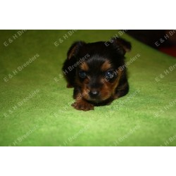 Yorkshire Terrier Breeder in Statesville, North Carolina
