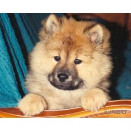 eurasier puppies for sale eurasia rg d eurasier breeder in lanaudi 232 re listing id 10072 eurasier puppies for sale eurasia rg d eurasier breeder in lanaudi 232 re listing id 10072