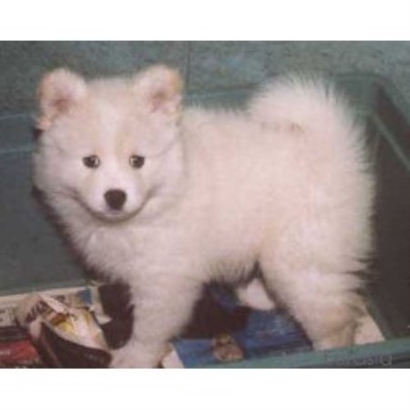 Finnish Lapphund Breeder in Lanaudière, Quebec