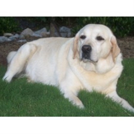 Labrador Retriever Breeder in Winter Park, Florida