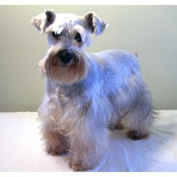 Miniature Schnauzer Breeder in Thunder Bay, Ontario
