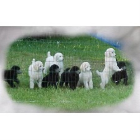 Poodle Standard breeder in Mayville Michigan