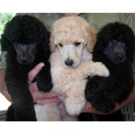 Poodle Standard in Michigan picture 2
