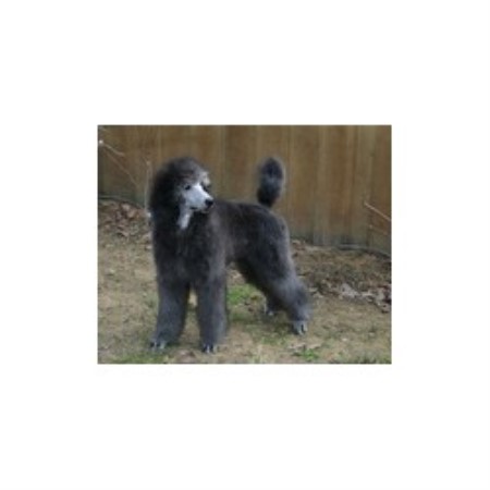 Poodle Standard breeder in Michigan picture 2