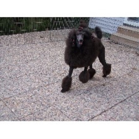 Poodle Standard in Michigan