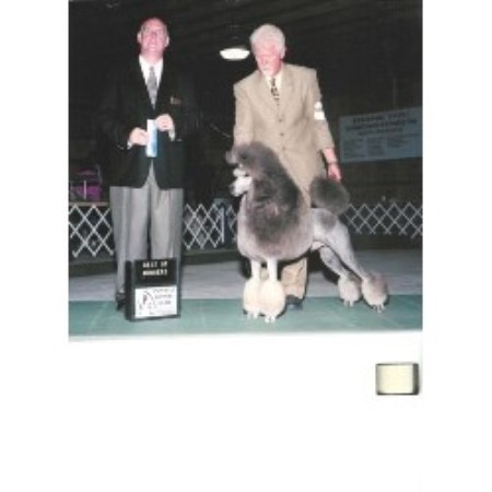 Poodle Standard Breeder in Mayville, Michigan