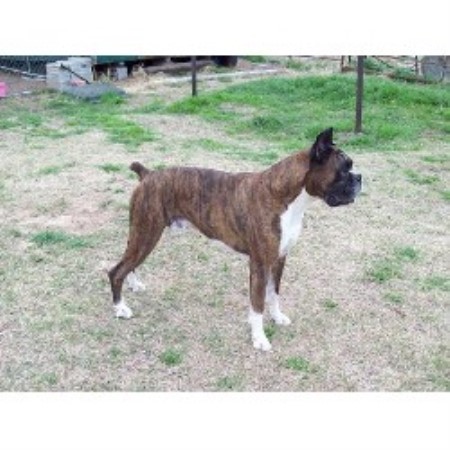 Boxer Breeder in Mountain Home, Texas