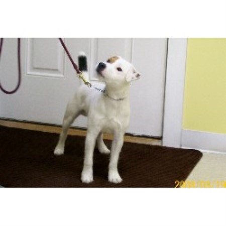 Jack Russell Terrier Breeder in Bernardston, Massachusetts
