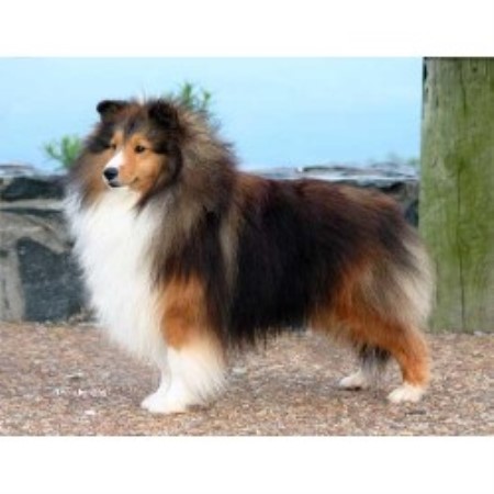 Sheltie in North Carolina