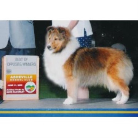 Shetland Sheepdog breeder in Mooresville North Carolina