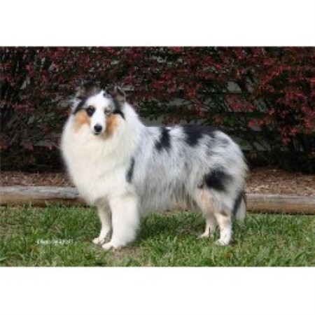 Sheltie in North Carolina picture 2