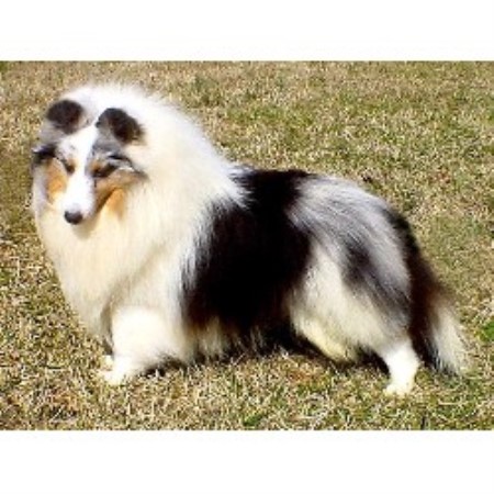 Sheltie breeder in North Carolina picture 2