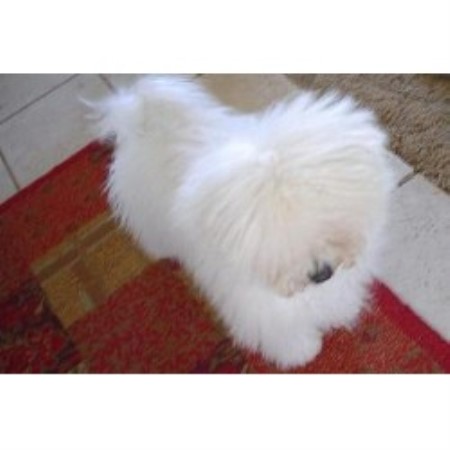 Bolognese Breeder in Caldwell, Idaho