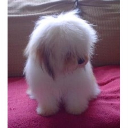 Coton De Tulear Breeder in Caldwell, Idaho