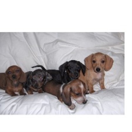 breeders in indiana dachshund doxie breeders in indiana freedoglistings breeds picture breeders in indiana dachshund doxie breeders in indiana freedoglistings breeds picture