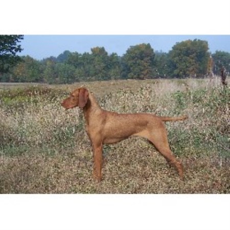 Vizsla breeder in Plainfield Connecticut