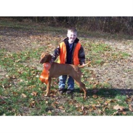 Vizsla in Connecticut picture 2