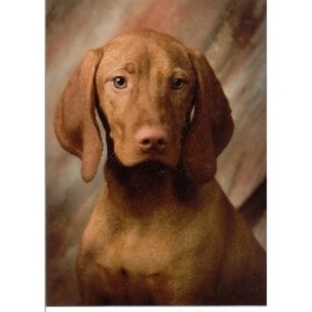 Vizsla breeder in Connecticut picture 2