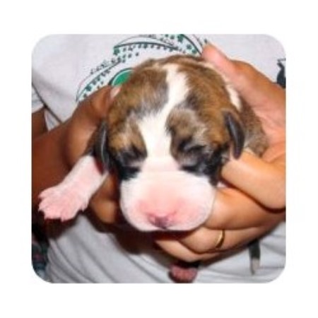 Great Dane breeder in Texas picture 2