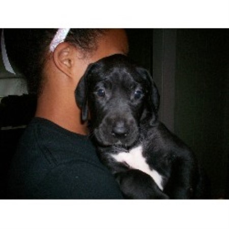 Great Dane breeder in Kaufman Texas