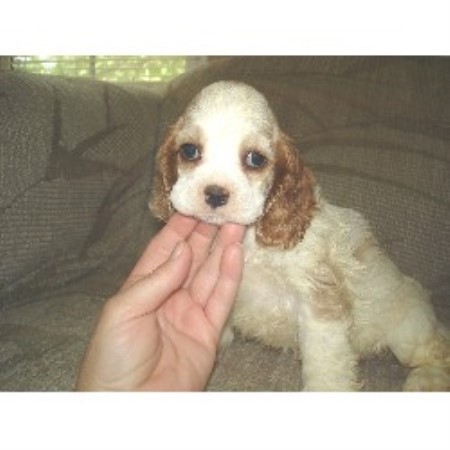 cocker spaniel puppies ohio mar cockers american cocker spaniel breeder in galion ohio listing id 10167 cocker spaniel puppies ohio mar cockers american cocker spaniel breeder in galion ohio listing id 10167