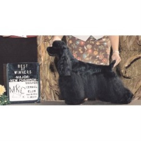 American Cocker Spaniel in Ohio picture 2
