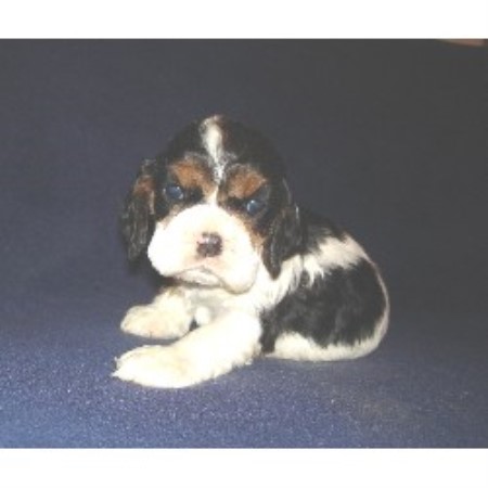 cocker spaniel puppies ohio mar cockers american cocker spaniel breeder in galion ohio listing id 10167 cocker spaniel puppies ohio mar cockers american cocker spaniel breeder in galion ohio listing id 10167